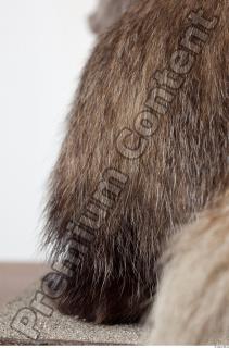 Badger tail photo reference 0008